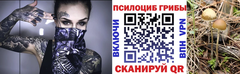 как найти наркотики  Саратов  Псилоцибиновые грибы Psilocybe 